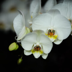 Fototapeta premium Beautiful white orchids bloom in a lush garden during the spring season, showcasing delicate petals and vibrant colors
