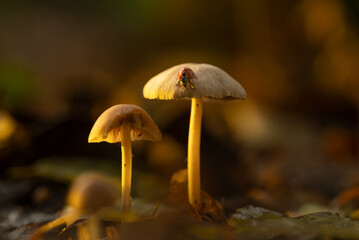 Ladybird on mushroom in the forest