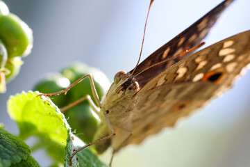 A collection of close-up macro shots of various butterflies captured in natural settings, showcasing the diversity and beauty of butterflies in stunning detail