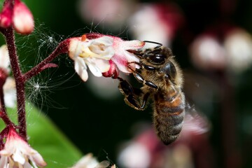 Macro shot of a honeybee pollinating a vibrant flower, capturing fine details of the fuzzy body and...
