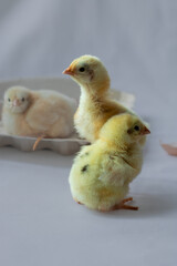 baby chicken and eggs
