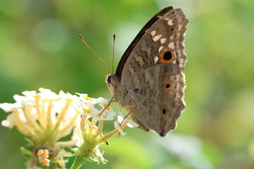 A collection of close-up macro shots of various butterflies captured in natural settings, showcasing the diversity and beauty of butterflies in stunning detail