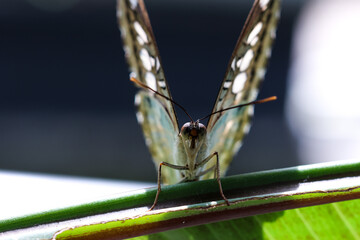 A collection of close-up macro shots of various butterflies captured in natural settings, showcasing the diversity and beauty of butterflies in stunning detail