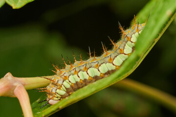 Green caterpillar crawling on fresh leaf