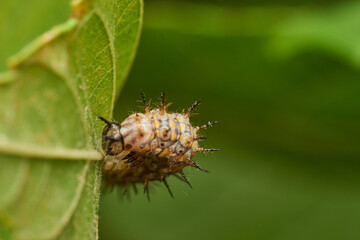 Green caterpillar crawling on fresh leaf
