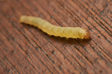 Green caterpillar crawling on fresh leaf
