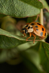 Vibrant Red Ladybug On Green Leaf Macro Photography