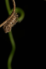 Green caterpillar crawling on fresh leaf