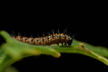 Green caterpillar crawling on fresh leaf