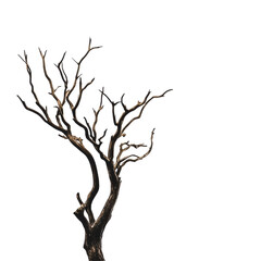 Fototapeta premium A striking, bare tree with twisted branches against a plain background, evoking feelings of solitude and resilience in nature. on transparent background
