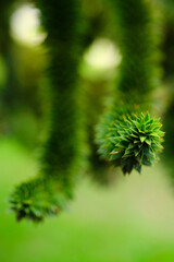 Curled green foliage with intricate patterns captured in a natural setting during daylight hours