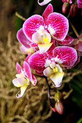 Beautiful pink and white orchids blooming in a lush garden setting during springtime