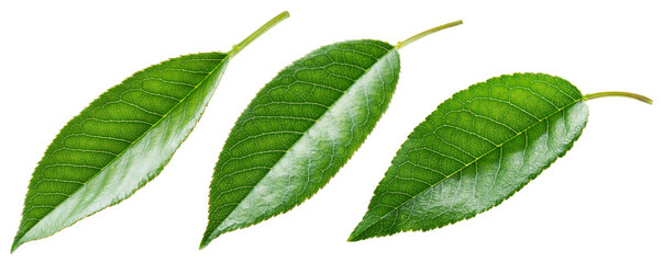 Cherry leaf isolated png. Sour cherry leaf on white or transparent background. Flat lay cherries leaves no background. Top view cherry leaves collection. Full depth of field.