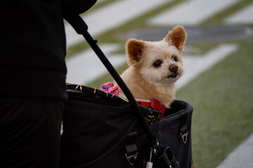 Old dog in a baby stroller in Tokyo