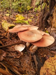mushrooms in the forest
