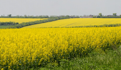 Fototapeta premium Vast blooming rapeseed field with vibrant yellow flowers stretching across rolling countryside under a hazy sky