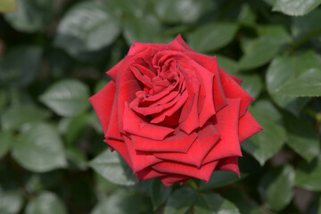 コンラッド・ヘンケル　バラの花