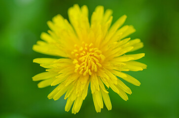 Bright yellow dandelion flower in sharp macro focus against a soft green natural background