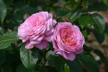 フラゴナール　バラの花