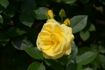 伊豆の踊子　バラの花