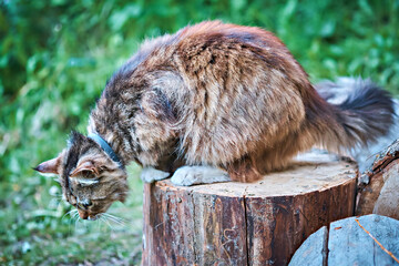 Portrait of a cat looking down, sitting on a stump. Selective focus.