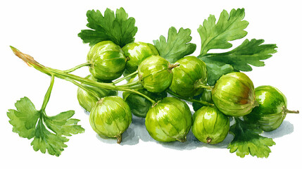 "Watercolor Clip Art of Green Gooseberries with Stem and Leaves &ndash; Botanical Fruit Illustration for Culinary and Natural Design"

