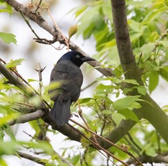 Common Grackle