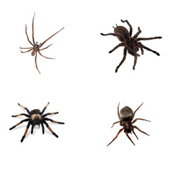 real spider raw set