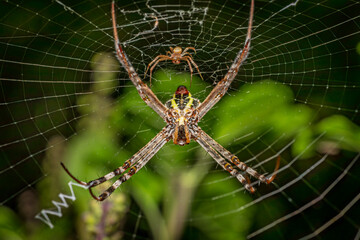 Signature spider female with male in a web,  Macro, photography, Maharashtra Nature Park, Mumbai