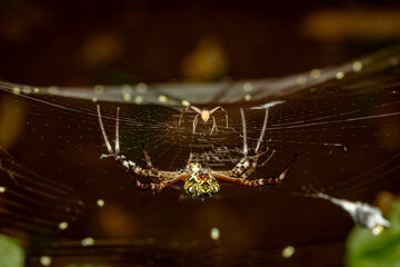 Signature spider female with male in a web,  Macro, photography, Maharashtra Nature Park, Mumbai