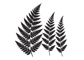 Naklejka premium fern leaves logo vector silhouette illustration, fern leaf logo icon silhouette, bracken fern leaf silhouettes vector illustration, black silhouette of a fern leaf on white background.