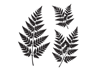 fern leaves logo vector silhouette illustration, fern leaf logo icon silhouette, bracken fern leaf silhouettes vector illustration, black silhouette of a fern leaf on white background. © Adobe design