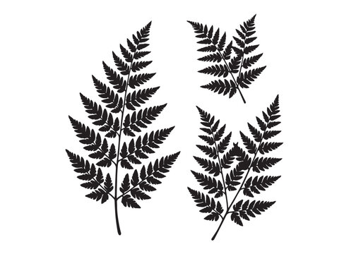 fern leaves logo vector silhouette illustration, fern leaf logo icon silhouette, bracken fern leaf silhouettes vector illustration, black silhouette of a fern leaf on white background.