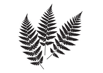 fern leaves logo vector silhouette illustration, fern leaf logo icon silhouette, bracken fern leaf silhouettes vector illustration, black silhouette of a fern leaf on white background. © Adobe design