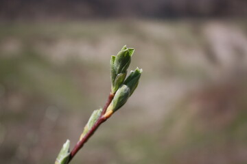 bud of a tree