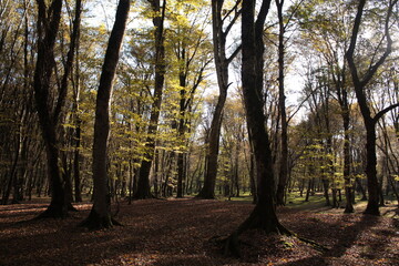 autumn in the forest