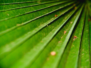 Close up view of vibrant green palm leaf showcasing intricate vein patterns in natural light