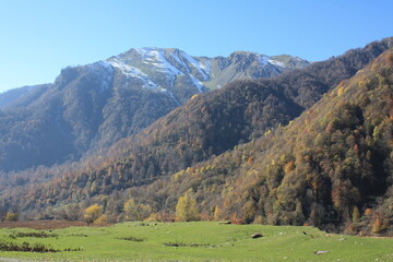 Naklejka premium mountain landscape with cows