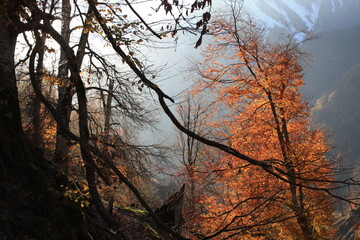 sunset in the forest