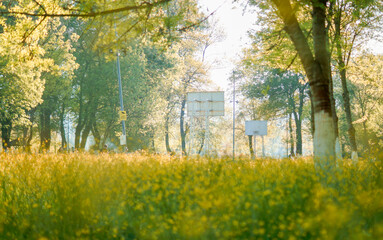basketball court in a park covered with yellow flowers