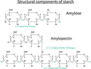 Structural components of the starch. Chemical formula of Amylopectin and amylose on white background