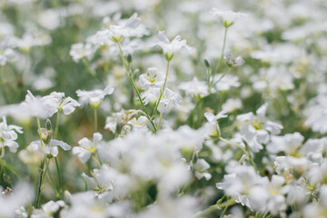 Background of small white flowers. Garden decoration. Sunlight. Soft selective focus.