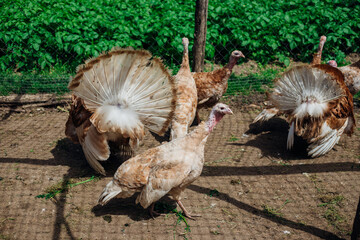A few turkeys are walking around the yard. Rural area. Variegated, multicolored feathers.Turkeys in the barn go and eat.