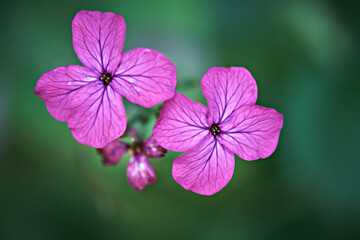 Close up of pink geraniums in the garden
