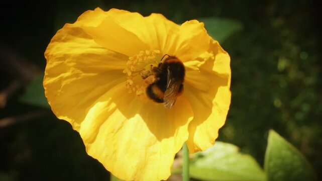 Bumblebee collecting pollen from a yellow Welsh poopy stock footage