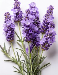 Obraz premium Lavender