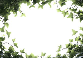 Fototapeta premium Ivy Leaf Frame, Green Border, Nature Background