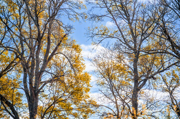 Low angle view of autumn trees against blue sky background, Terang, Victoria, Australia