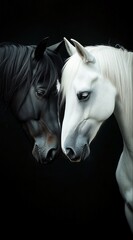 Black and white horses gently touching heads on black background – symbol of duality, connection, and harmony, perfect for fine art prints, equine therapy visuals, or animal-themed decor