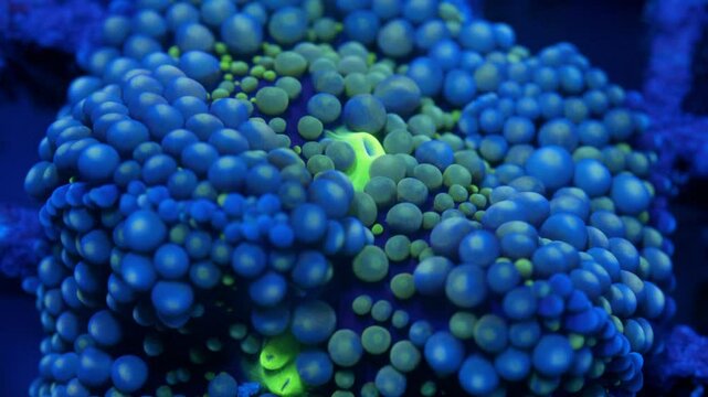 Macro shot of Ricordea yuma coral under actinic lighting, with dense bubble-like polyps fading from deep blue at the edges to blue-green near the center around a vivid green mouth